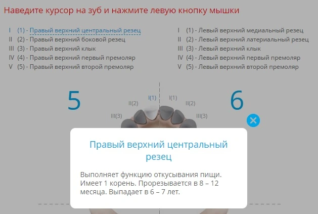 Когда выпадают молочные зубы у ребенка