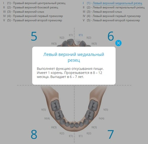 График когда появляются и выпадают первые зубы у младенцев